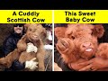 Adorable Cow Photos That Prove They Are Just Big Dogs