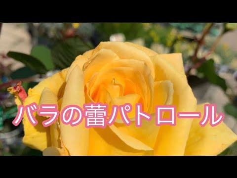 薔薇の初心者教室 バラの育て方 無農薬バラ栽培 Rose Youtube