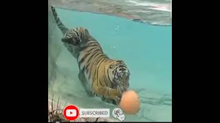 Tiger swimming and playing with ball underwater 💦 must watch🙄