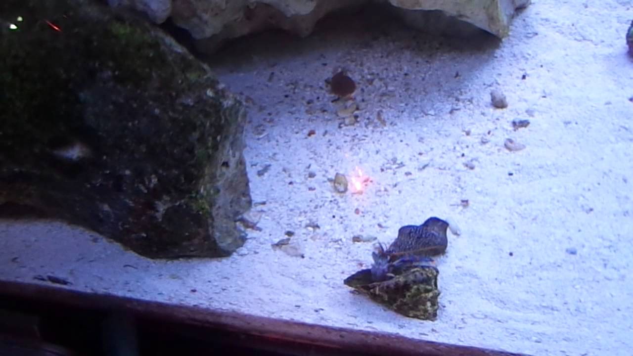 Blue Leg Hermit Crab changing shells - YouTube