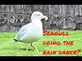 Why is This Seagull Dancing?