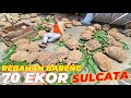 INI SIH G!LA !! KASIH MAKAN 70 EKOR SULCATA RAKSASA SEKALIGUS