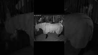 Ball lightning striking a horse! Ball Lightning Striking A Horse