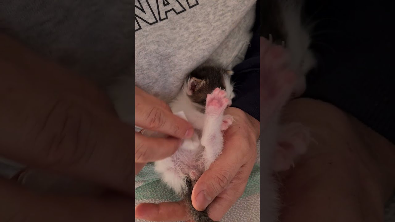 How to stimulate a kitten to poop!