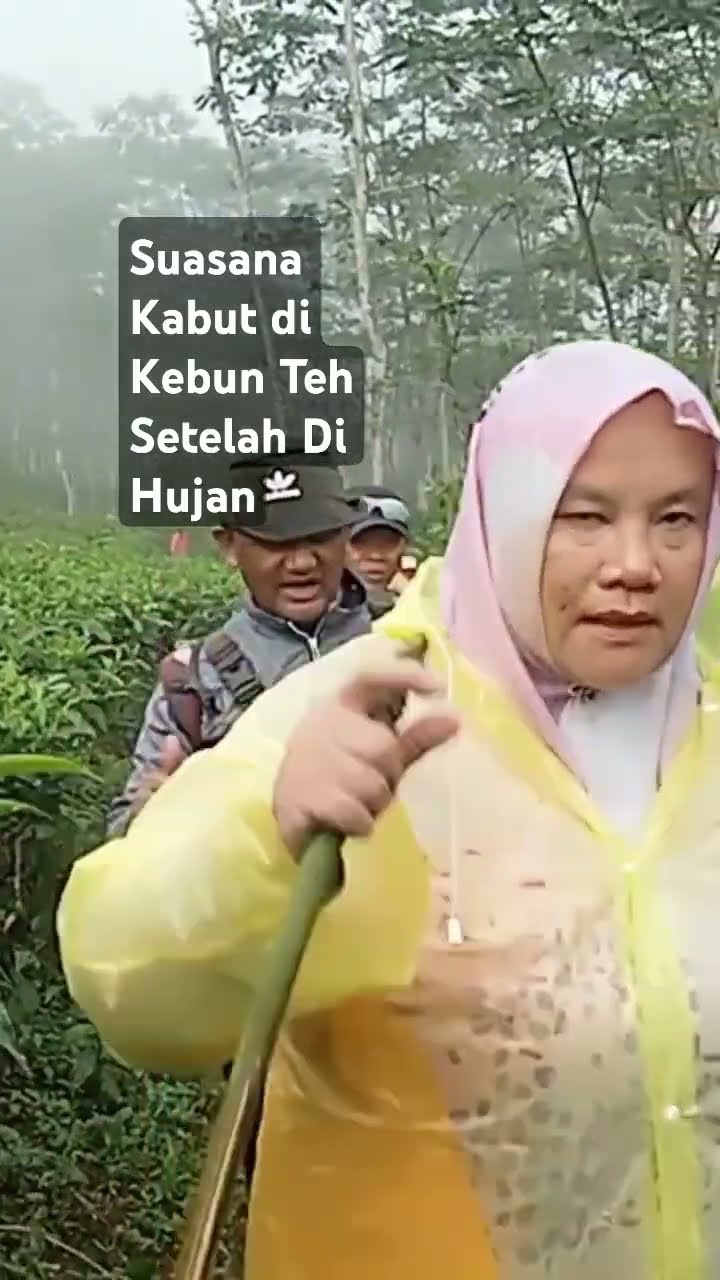 Hamparan Kebun Teh Di Gn Gorowong