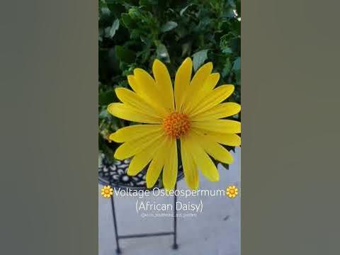 Voltage Osteospermum #flowers #youtubeshorts #garden #shorts #short # ...