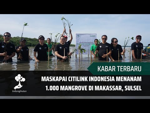 Citilink Indonesia Menanam 1.000 Mangrove di Pesisir Kota Makassar, Sulsel Bersama LindungiHutan