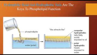 Chapter 2 Lesson 9 Lipids