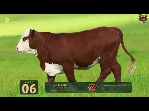 LOTE 06   TAT 8436 F Braford