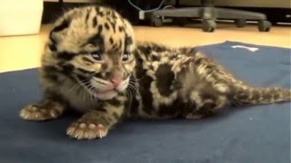 Vahşice Kükreyen Yavru Leopar ( Mutlaka İzleyiniz )