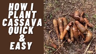 HOW I PLANT CASSAVA | QUICK AND EASY | Dan Permaculture Food Forest