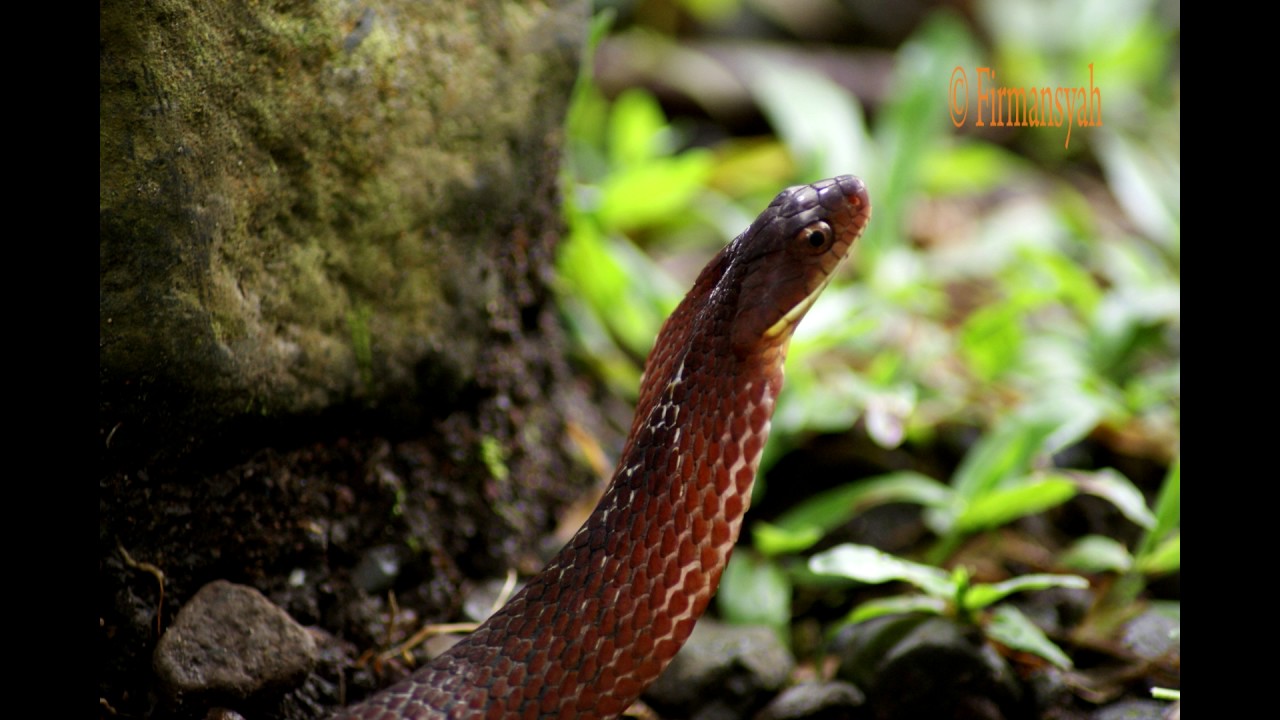Kobra Palsu False Cobra/Dull Bamboo Snakes (Pseudoxenodon inornatus