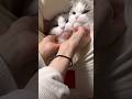 メレンゲベッドでとろけるねっこ