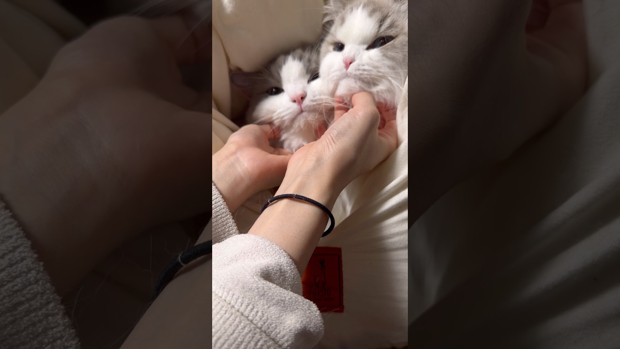メレンゲベッドでとろけるねっこ