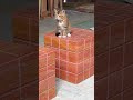 Is it a Rubik’s Cube… or a side table? 🧩✨#interiordesign #coffeetable #furniture #cat