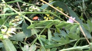 Божья коровка. Снимал на iPhone 5s screenshot 1
