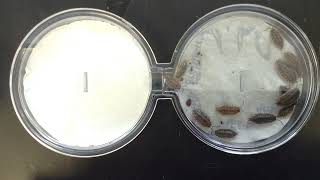 sow bug experiment - choice chambers