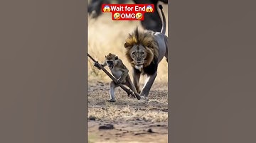 tiger  attack  #tiger #deer #hunting  #cheetah #funny   #shorts  #lion #king #simba  #monkey