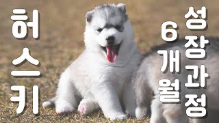 아기 강아지 6개월 성장 과정, 시베리안 허스키