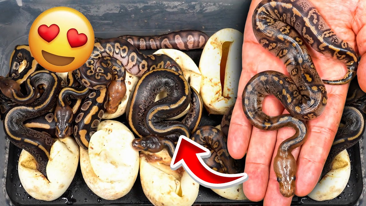 Мы вывели несколько странных змей.