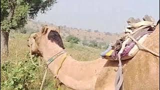 @MumtazMumtazali-t8q @muhammadqasimkhaskheli4549 @Abdulmajeed-uu2cj @AbdulSattarATTARI-b4n #islamic