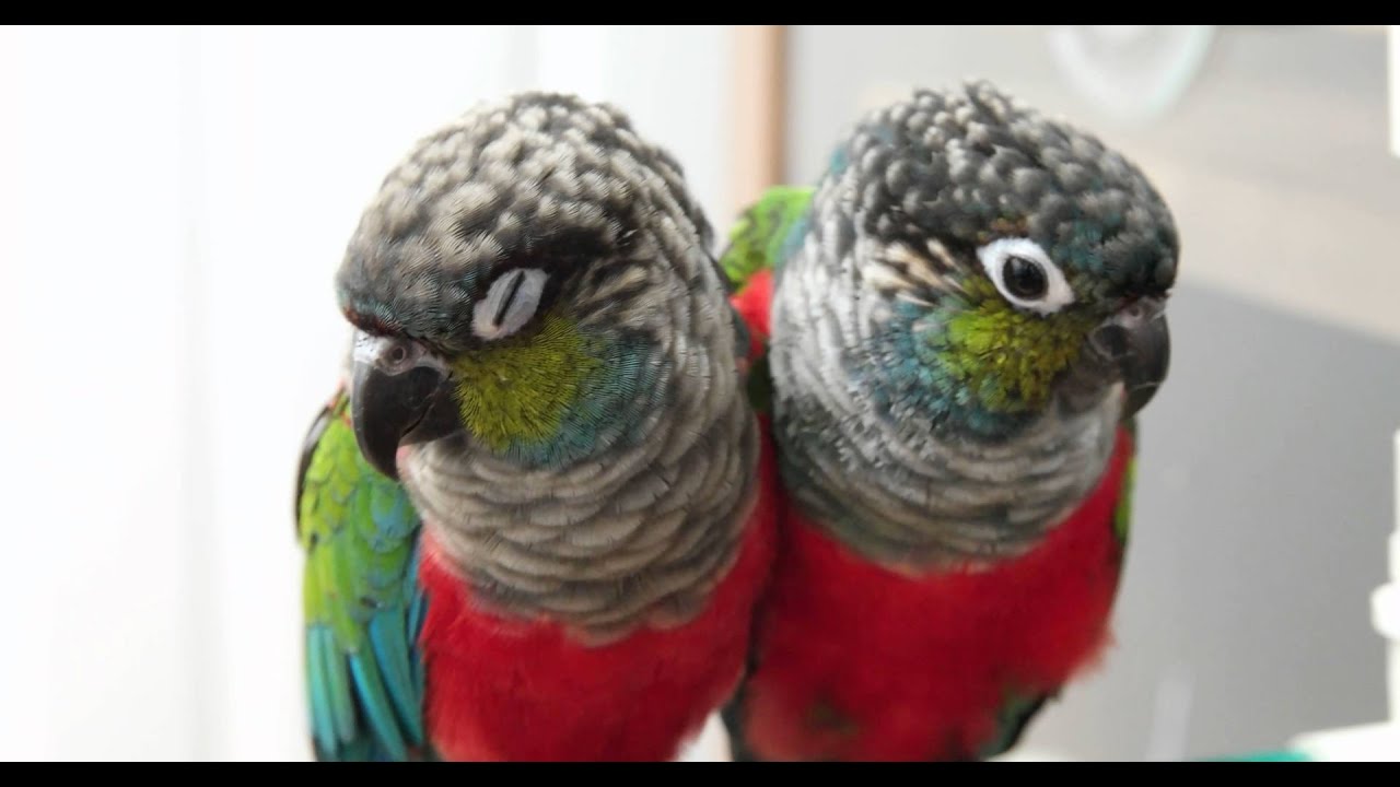크림슨벨리드 코뉴어(Crimson-bellied Conure) 하품 