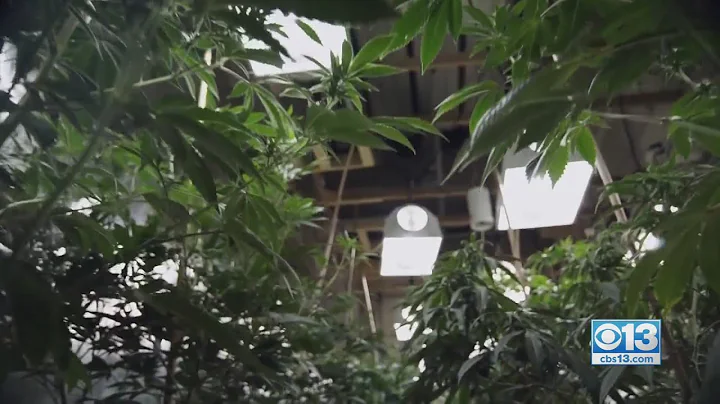 Sacramento Police Investigate Burglaries Targeting Cannabis Distributors