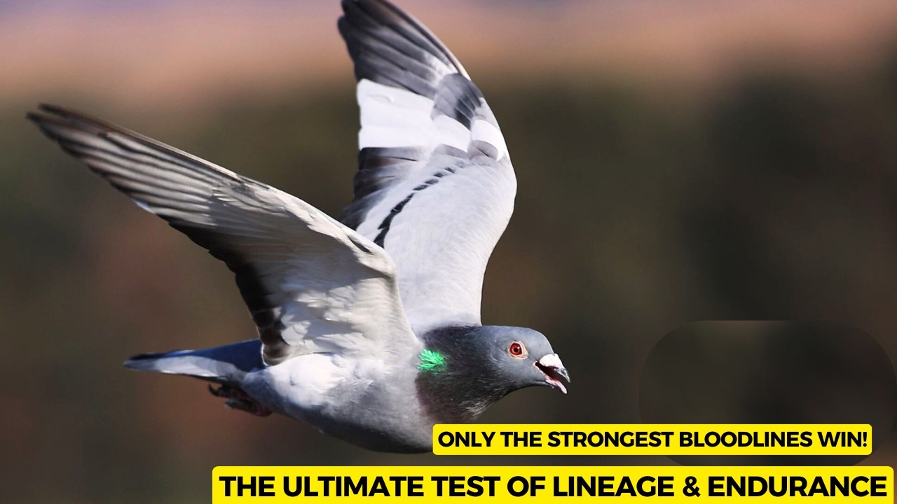 От 6000 птиц до 1 чемпиона — гоночный голубь Thailand Masters