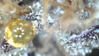 Castelló Cannabis Club TV