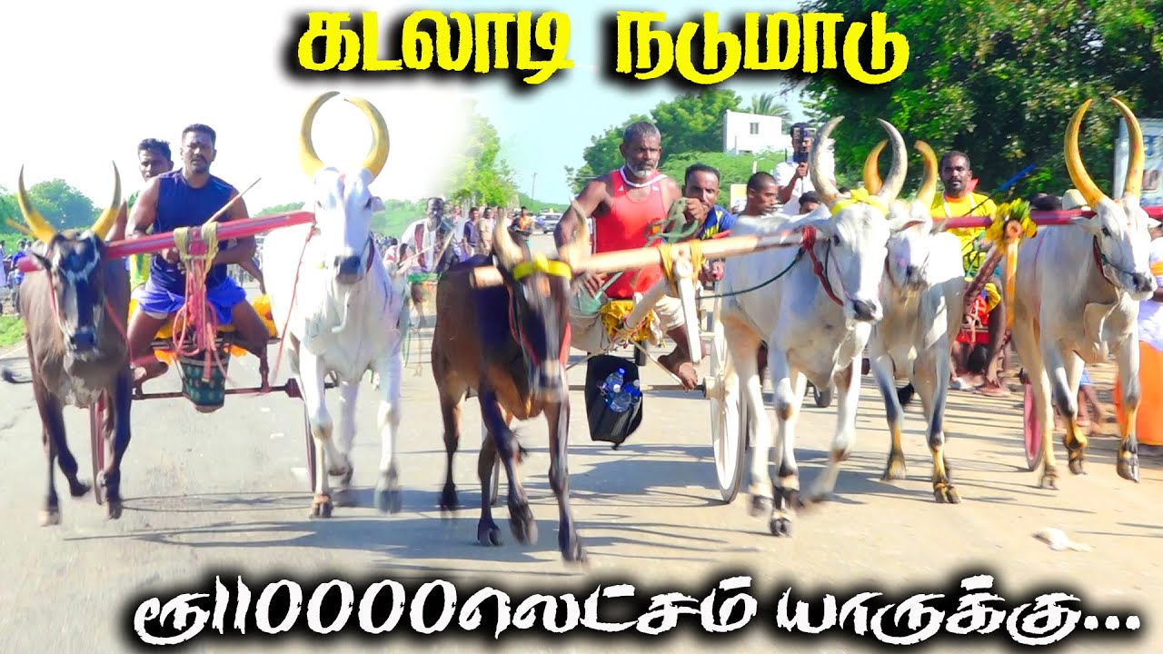 கடலாடி நடுமாடு பந்தயம் 27.10.2024