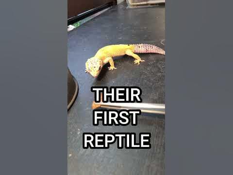This Might Be The Best Beginner Reptile! π¦#shorts - YouTube