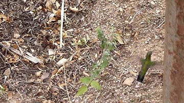 hummingbird gathering spiderwebs to build her nest