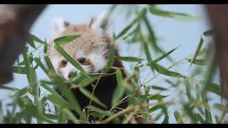Baby Red Panda, Devourer of Bamboo
