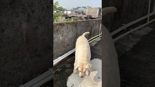 Funny dogs #dog #petshub #goldenretreivers #labrador #funny #pets #retreiver #labchannel #dogfans