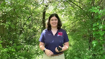 Webelos - Into the Wild
