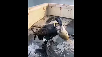 у баклана аппетит