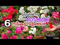 Rose care  tips and 6 fertilizers      wayanadan touch rose care