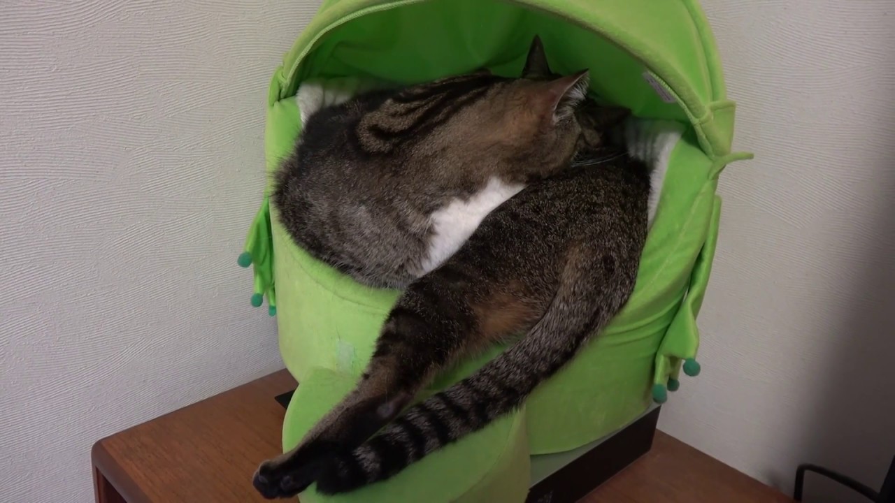 まるとはな22。-Maru&Hana 22.- - YouTube まるとはな22。-Maru&Hana 22.- - YouTube