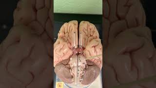Cranial Nerves (Brain Model)