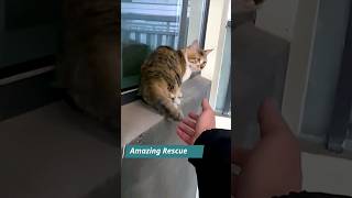 Amazing Rescue #cat #shorts #viral