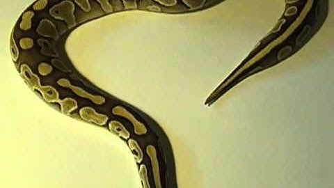 ball python collection part 2