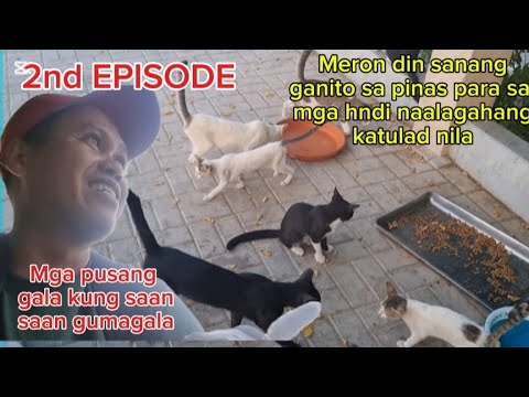 ANIMAL SHELTER/KAHIT SAAN KA LUMINGON PUSA ANG IYONG MAKIKITA