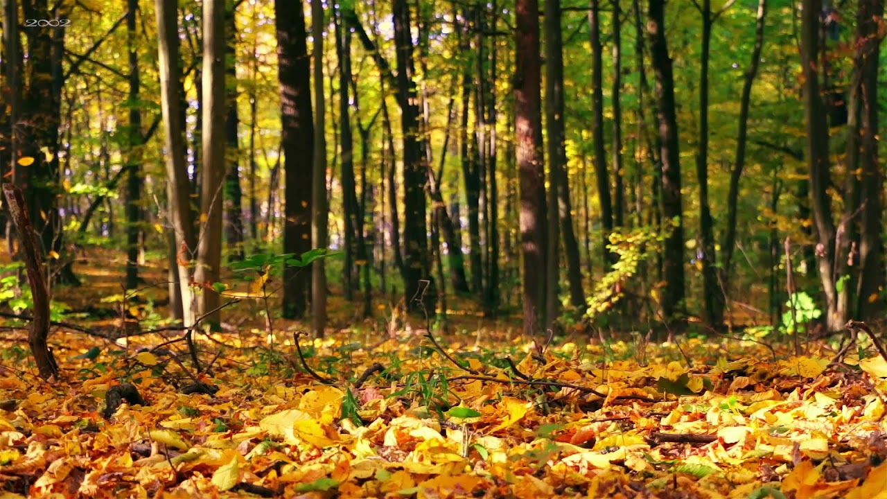 Peaceful Piano Music