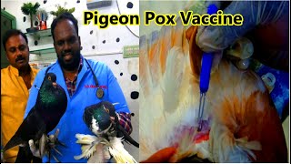 Administering Pigeon Pox vaccine through wing web method | First Pigeon pox vaccine in india