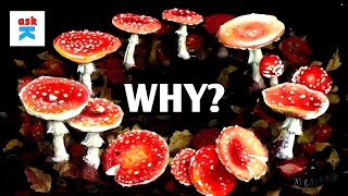 Why These 🍄 Mushrooms Grow Like This? Fairy Ring Ask Krisz