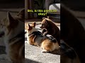 (Little brown bear and corgi)Bro, is this pressure okay? #cute #animals #funny