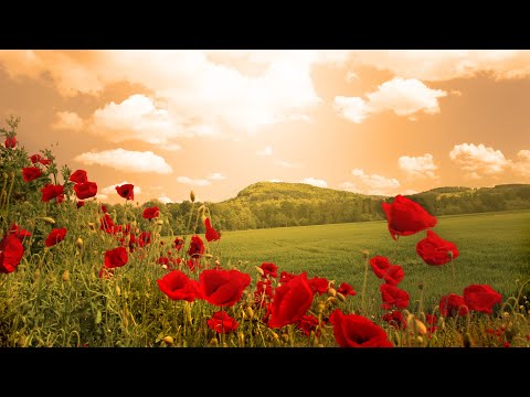 אזמרה | תוכנית בשידור חי! לימוד בספרי רבי נתן מברסלב זיע"א