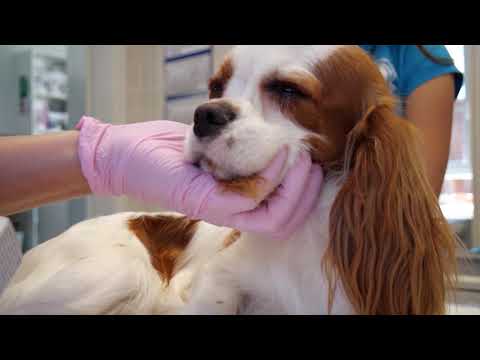Video: Zdravljenje Hišnih Ljubljenčkov Z Oralnimi Tekočinami V Primerjavi Z Zdravljenjem Z Intravenskimi Tekočinami
