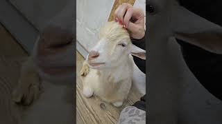 Baby Goat chewing 😍 #babygoat nigeriandwarfgoat #nigeriandwarf