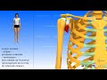 Le muscle coracobrachial  coraco brachial 